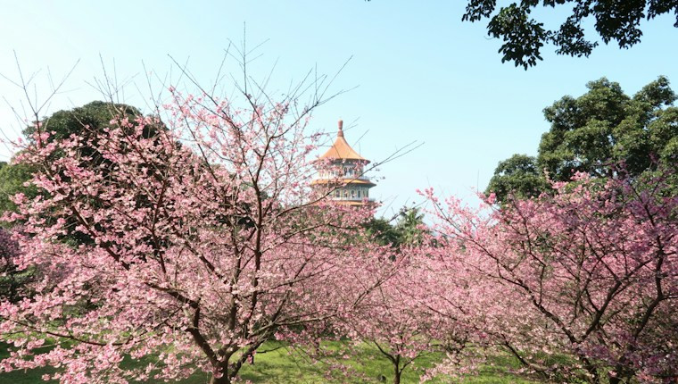 2027 台灣賞櫻自駕攻略｜1～3 月花期表、7 大櫻花景點交通管制與最近取車門市