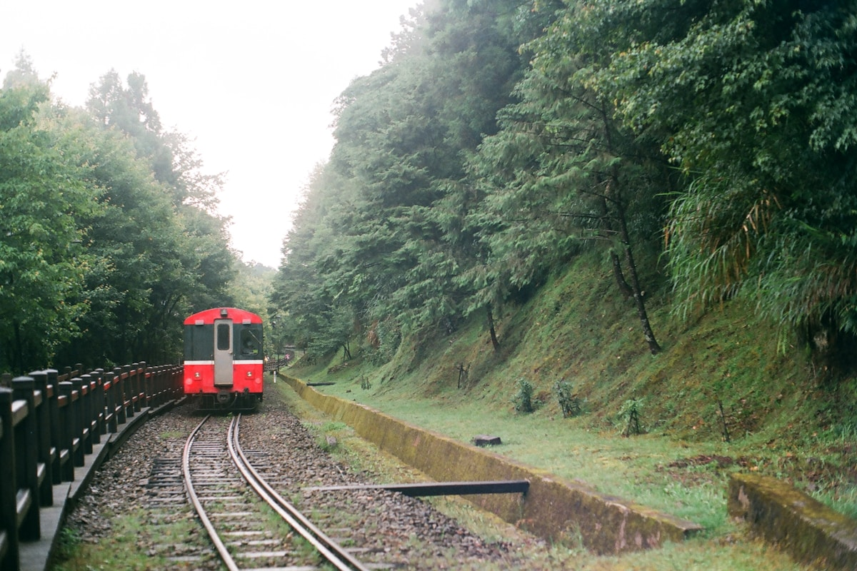 阿里山國家風景區租車自駕攻略｜森林小火車、日出雲海、櫻花路線全解析